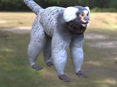 Common marmoset creature 3d model