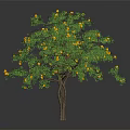 Healthy Fruit Tree With Yellow Fruits And Green Leaves On Brown Trunk