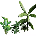 Various Types Of Hanging Basket Plants With Lush Green Leaves For Home Decoration