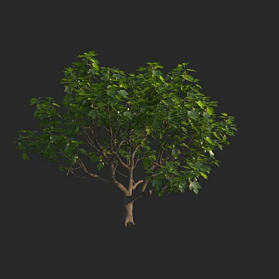 Lush Green Arbor With Dense Foliage And Strong Trunk In Natural View 3d model