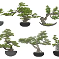 Artistic Bonsai Trees With Various Shapes And Green Foliage In Decorative Pots