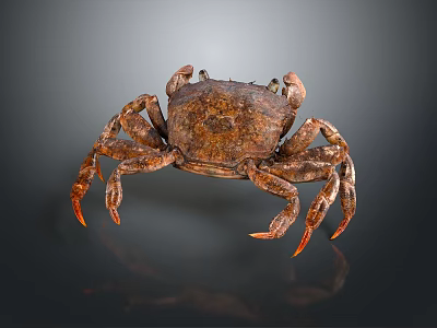 Detailed Realistic Brown Crab Aquatic Animal With Textured Shell Long Claws And Reflection 3d model