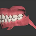 Anatomically Accurate Dental Organ Model With Pink Gum And White Teeth Structure