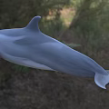 Gray Aquatic Dolphin With Sleek Body Swimming In Natural Marine Environment