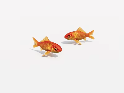 Two Small Orange Goldfish Swimming Gracefully in Aquarium Against White Background 3d model