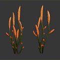 Orange Decorative Plants With Slender Stems And Yellow Spots For Indoor