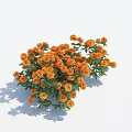 Abundant Blooming Orange Flowers With Lush Green Leaves In Vibrant Garden