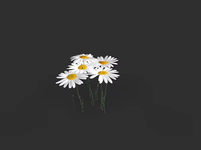 Fresh White Daisies with Yellow Centers Clustered Beautifully on Black Background 3d model