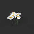Fresh White Daisies with Yellow Centers Clustered Beautifully on Black Background