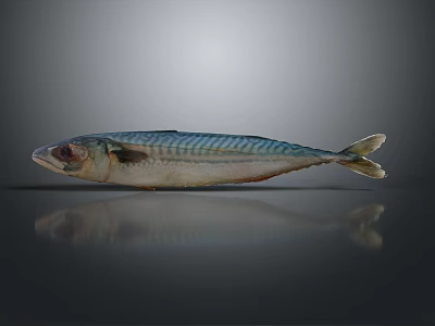 Whole Fresh Mackerel with Blue Green Striped Body on Gray Background with Reflection 3d model