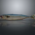Whole Fresh Mackerel with Blue Green Striped Body on Gray Background with Reflection