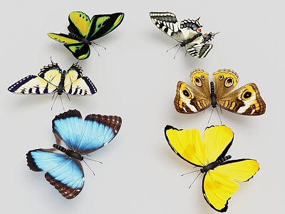 superfine butterfly model collection superfine model butterfly fine model insect butterfly moth 3d model