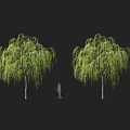Weeping Willow Trees with Lush Green Drooping Branches and Silhouette Figures in Outdoor Scene