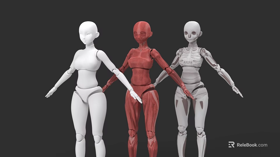 Game Film Character 3D Human Models With Anatomical Muscle And Skeleton Structures 3d model 