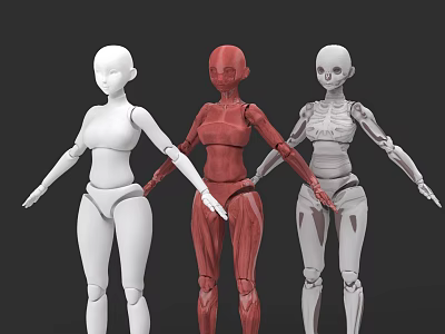 Game Film Character 3D Human Models With Anatomical Muscle And Skeleton Structures 3d model