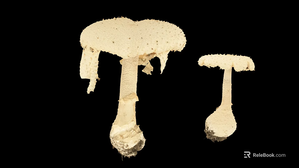 Two White Mushroom Plants with Damaged Cap Edges Against Black Background 3d model 