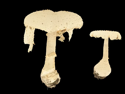 Two White Mushroom Plants with Damaged Cap Edges Against Black Background 3d model