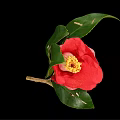 Beautiful Vibrant Red Camellia Flower With Bright Petals Yellow Center And Green Leaves On Branch