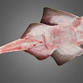 Brown Spotted Flat Fish With Wide Fins And Long Tail Marine Creature