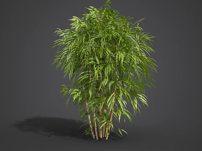 Lush Green Bamboo Plant With Multiple Stems And Fresh Leaves 3d model