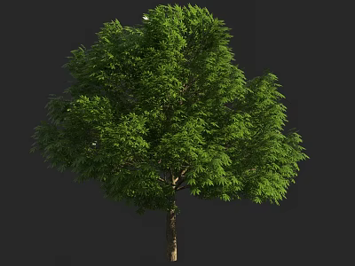 Lush Green Tree With Dense Foliage And Brown Trunk On Dark Background 3d model