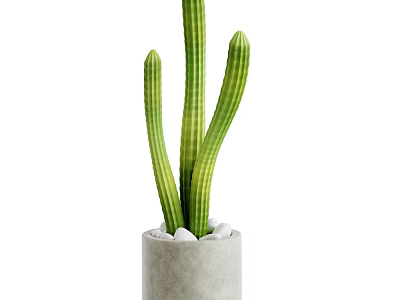 Tall Green Cactus With Multiple Stems In Concrete Pot And White Pebbles 3d model