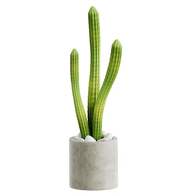 Tall Green Cactus With Multiple Stems In Concrete Pot And White Pebbles 3d model