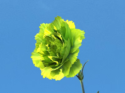 Fresh Blooming Green Carnation with Vibrant Yellow Green Petals against Clear Blue Sky 3d model