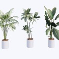 indoor potted plant 3d model