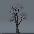 Dry Tree Trunk With Natural Wood Texture And Bare Branches On White Background