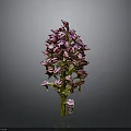 Purple Orchid Plant With Dense Vibrant Flowers On Dark Background