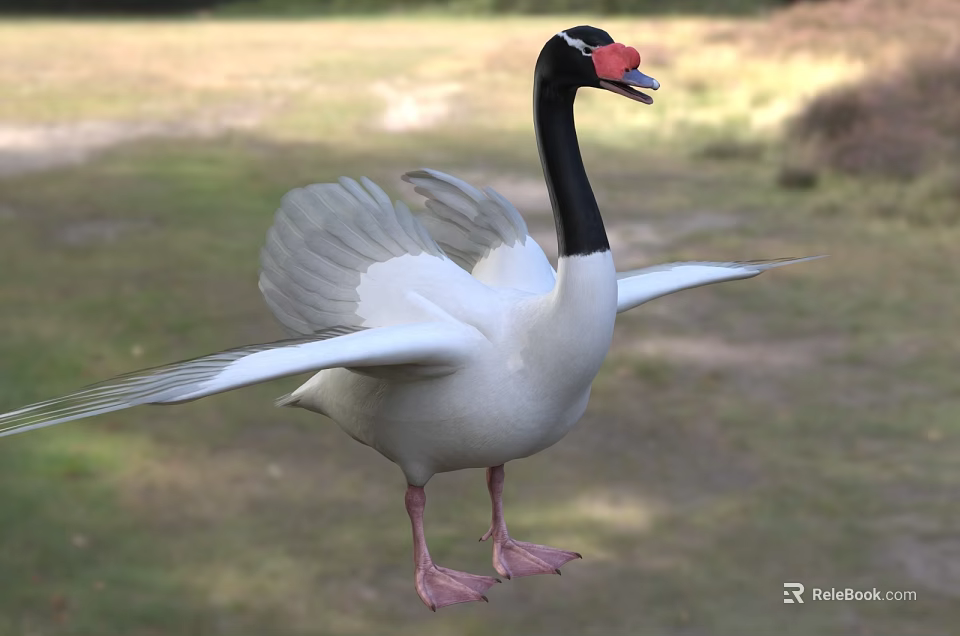 Black necked swan with red beak and white body spreading wings standing on green grassland 3d model 