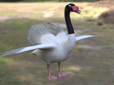 Black necked swan with red beak and white body spreading wings standing on green grassland 3d model