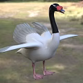 Black necked swan with red beak and white body spreading wings standing on green grassland
