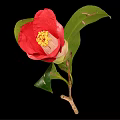 Beautiful Vibrant Red Camellia Flower With Bright Petals Yellow Center And Green Leaves On Branch