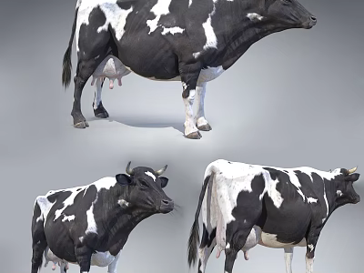 Black And White Spotted Cows In Different Standing Poses 3D Rendering 3d model