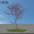 Red Leaf Bauhinia Tree With Purple Blossoms On Circular Grassy Patch Against Blue Sky