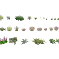 Various Types of Green and Purple Foliage Plants Collection