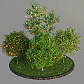 Multiple Fruit Trees with Orange Fruits in Circular Green Grass Area 3d model