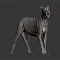 Gray Muscular Dog Standing Alert With Collar On Gray Reflective Background