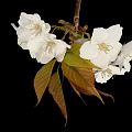 Edible White Cherry Blossoms with Green and Brown Leaves as Natural Food Ingredient