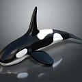 Black and White Orca Whale with Dorsal and Pectoral Fins in Aquatic Scene