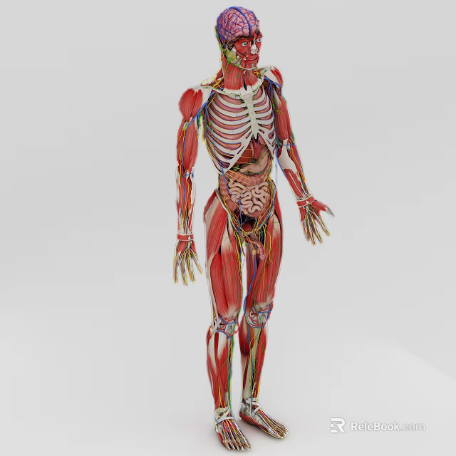 Man 3D Anatomical Model Showing Muscle Structure And Internal Organs 3d model