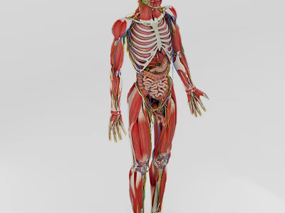 Man 3D Anatomical Model Showing Muscle Structure And Internal Organs 3d model