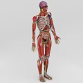 Man 3D Anatomical Model Showing Muscle Structure And Internal Organs 3d model
