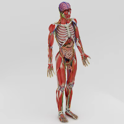Man 3D Anatomical Model Showing Muscle Structure And Internal Organs 3d model