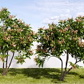 Modern Landscape Plants Arbor Ornamental Trees Street Trees Green Planting 3d model