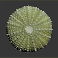 Fresh Edible Sea Urchin With Greenish Yellow Spiny Exterior Surface