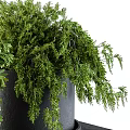 Two Green Bonsai Potted Plants In Black Ceramic Pots With Trays On Stand
