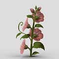 Blooming Pink Flowers Plant with Green Stems Leaves and Curly Vines